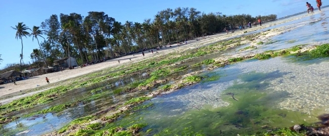 Eine tropische Strandszene bei Ebbe, mit flachem, klarem Wasser im Vordergrund, das grüne Algen und freiliegenden Sand zeigt.