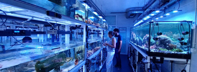 A woman and a man looking at tanks in an aquarium facility