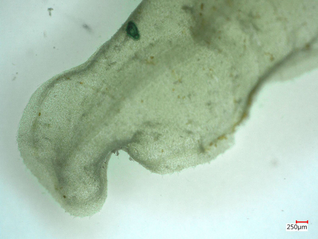 Detailed image of a light green periwinkle leaf that looks almost transparent when photographed under a microscope.