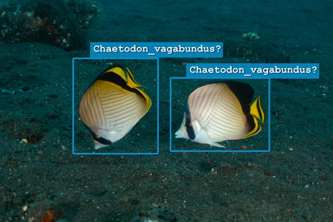 Zwei bunte Falterfische schwimmen über einen dunklen, sandigen Meeresboden. Beide Fische haben weiße Körper mit diagonalen schwarzen Linien, gelbe Flossen und markante schwarze Zeichnungen an Augen und Schwanz. Jeder Fisch ist mit einem blauen Rahmen versehen, darüber steht jeweils die Beschriftung „Chaetodon_vagabundus?“, was auf eine mögliche Artbestimmung hinweist. Im Hintergrund sind einige Felsen und Korallen schwach zu erkennen.