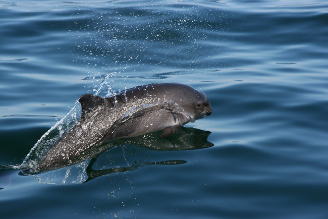 Ein Schweinswal durchbricht die Wasseroberfläche des ruhigen, dunkelblauen Meeres und verursacht dabei eine spritzende Gischt. Der glatte, graue Körper des Tieres ist in Bewegung, mit Wassertropfen, die in der Luft schweben, und einer Spiegelung auf der Wasseroberfläche darunter.