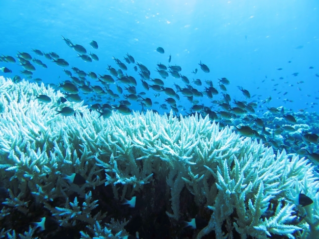 Unterwasserfoto eines ausgebleichten Korallenriffs mit einem darüber schwimmenden Fischschwarm