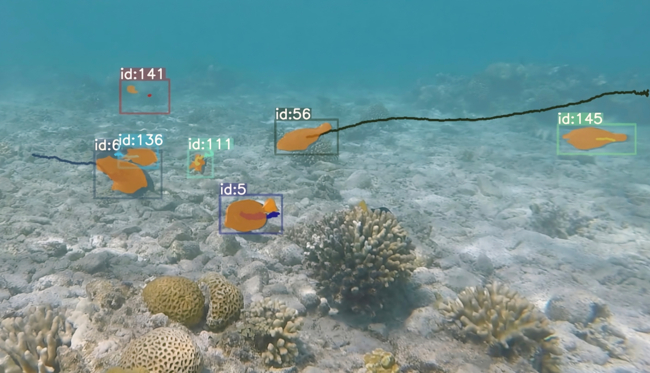 Underwater image of a coral reef in which several fish are swimming. The fish have been subsequently marked with orange-coloured frames and ID numbers. The surroundings consist of various coral formations and a sandy seabed.