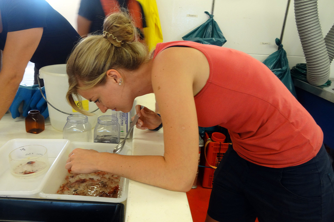 Carolin Müller on the Meteor (Photo: Werner Ekau, ZMT)