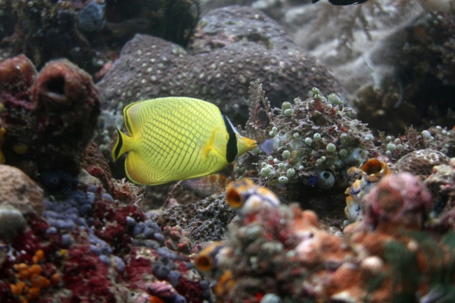 Butterflyfish such as the Latticed butterflyfish (Chaetodon rafflesii) count among the reef fish perceived as beautiful in the study. This photo was taken in a reef in Indonesia.