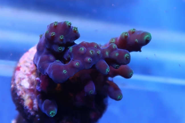 Close-up of a small coral in an aquarium attached to a plate