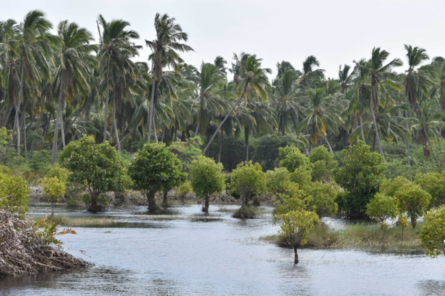 Coastal strip in Kerala, India with mangroves in the foreground and palm trees in the background