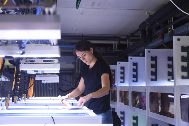 Eine Person arbeitet konzentriert an mehreren beleuchteten Aquarien in einer technischen Forschungsanlage. Im Hintergrund stehen weitere Aquarien und verlaufen zahlreiche Rohre und Leitungen.