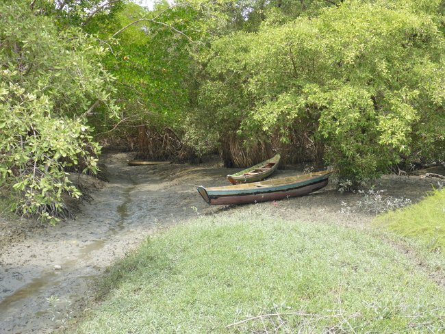 Mangroven in Bragança, Brasilien