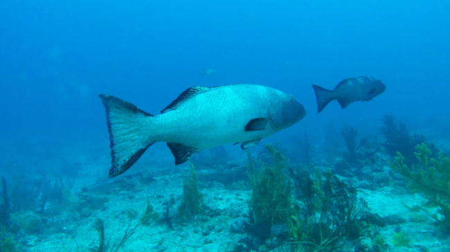 Ein Foto von zwei großen Fischen, die in einer klaren blauen Unterwasserumgebung schwimmen. Der Fisch im Vordergrund hat einen stromlinienförmigen Körper mit silbergrauer Farbe, einen etwas dunkleren Kopf und schwarze Markierungen an Flossen und Schwanz.