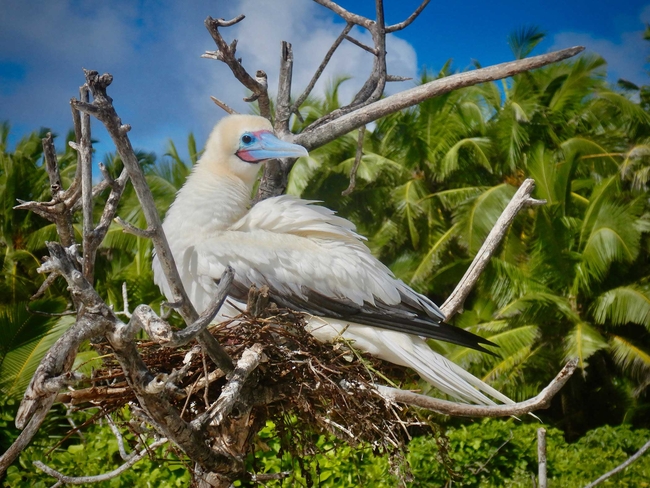 Ein weißer Seevogel mit hellblauem Schnabel sitzt in einem Nest aus Zweigen auf einem kahlen Baum. Im Hintergrund erstrecken sich grüne Palmen unter blauem Himmel.