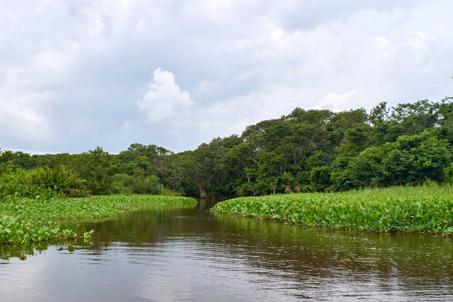 This project will analyse sediment cores from undisturbed and disturbed mangrove forests and seagrass beds in the large Gran Humedal del Norte de Ciego de Avila wetlands for their biogeochemical composition and calculate carbon stocks. | Photo: Tim Jennerjahn, ZMT