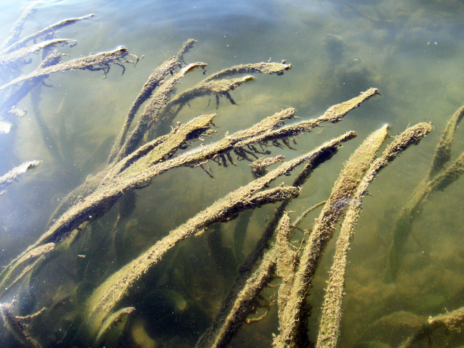 Auf den Seegräsern vor der chinesischen Insel Hainan wuchern Kleinalgen, die durch stickstoffreiche Abwässer aus Aquakulturteichen genährt werden | Foto: Lucia Herbeck, ZMT