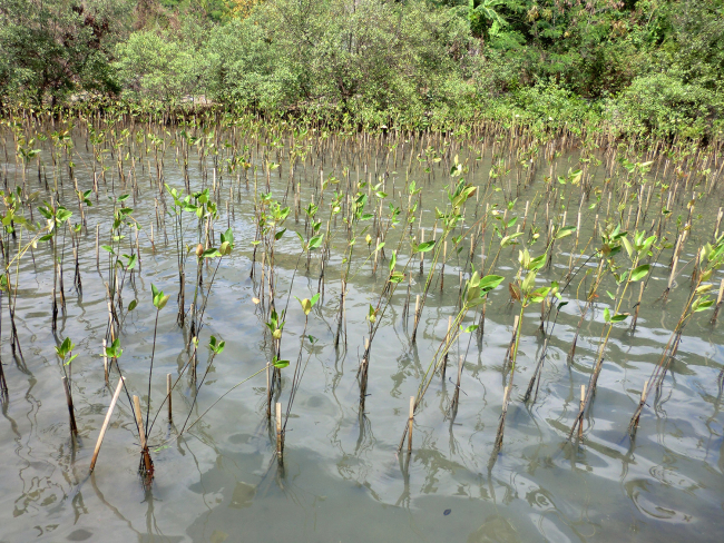 Mangrove seedlings in muddy ground surrounded by water.