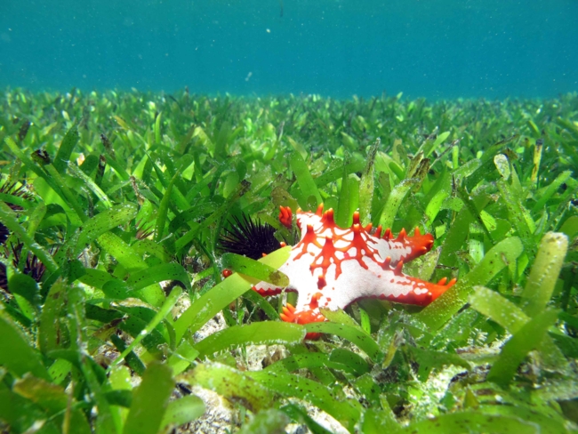 Seagrasses off the Zanzibar coast | Photo: Dieuwke Hoeijmakers, ZMT