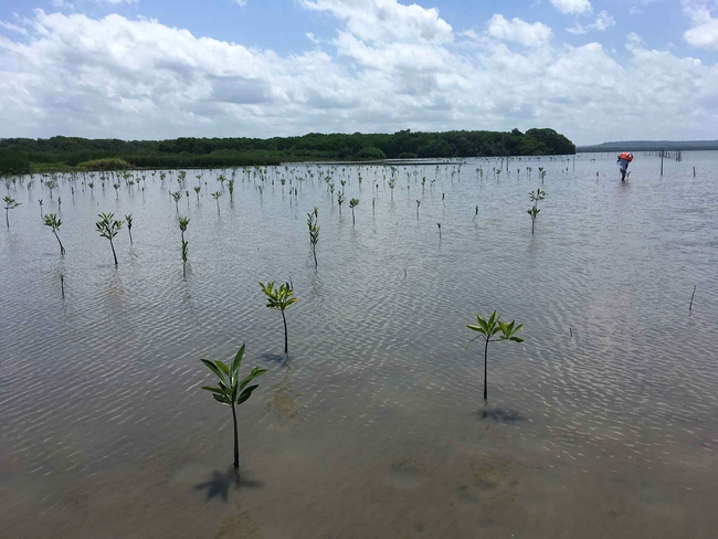 Weite Ansicht eines flachen Küsten-Feuchtgebiets mit Dutzenden junger grüner Mangrovensetzlinge, die in ordentlichen Reihen aus dem leicht welligen, grau-braunen Wasser ragen. Am Horizont verläuft eine dichte Linie dunkelgrüner Bäume unter einem teils bewölkten blauen Himmel. In der Ferne rechts steht eine Person mit einem leuchtend orangefarbenen Oberteil im Wasser und kümmert sich um die Pflanzungen.