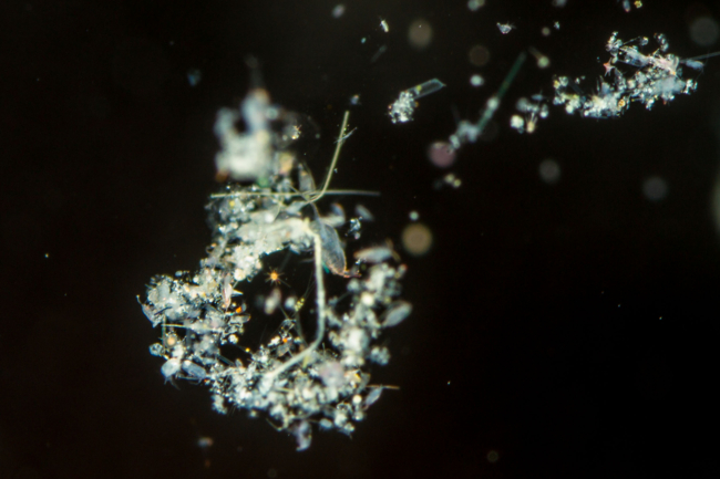 Meeresschnee besteht aus Ablagerungen von verschiedenen Organismen in der Wassersäule. Das Bild zeigt Meeresschnee aus der Sargassosee. | Foto: Lasse Riemann, Universität von Kopenhagen