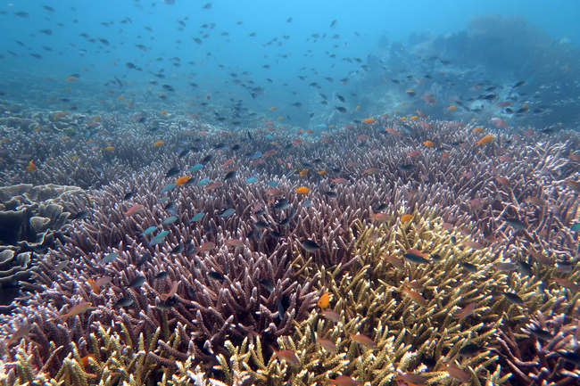 A wide underwater view of a coral reef densely covered in branching corals, with hundreds of small, colorful fish—blue, orange, yellow, and black—swimming above and between the coral. The water is clear and blue, fading lighter toward the surface, with more fish scattered in the distance.